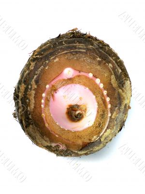 Taro Root Vegetable