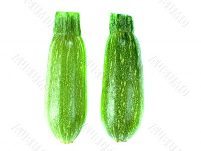 fresh zucchini