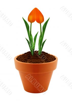 flower in clay pot 