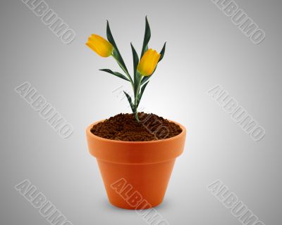 flower in clay pot 