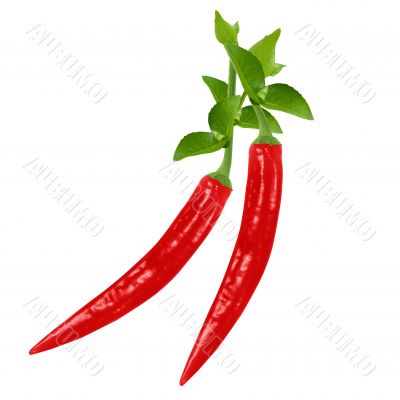 red hot chili pepper