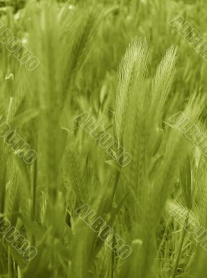ear of green wheat 