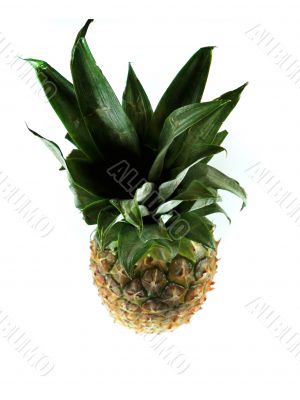Fresh pineapple
