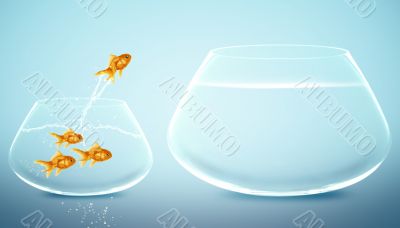 goldfish  jumping to Big bowl