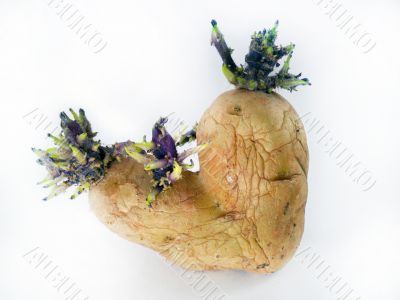 potato sprouts