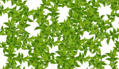 Green leaves