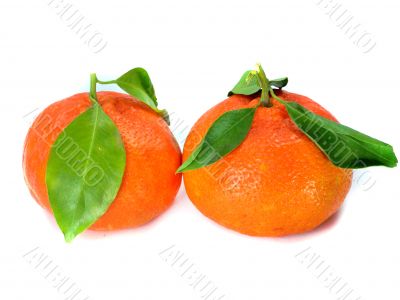 Fresh Tangerine 