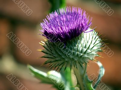 Thistle to a red wall