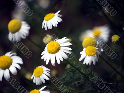 Bloom of mayweed