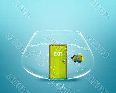 angelfish in small bowl