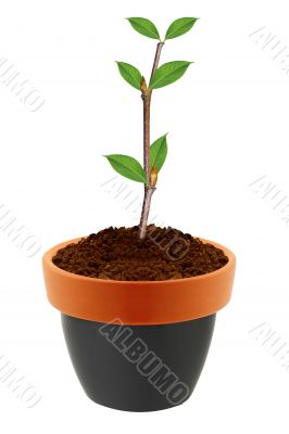 Young plant in clay pot