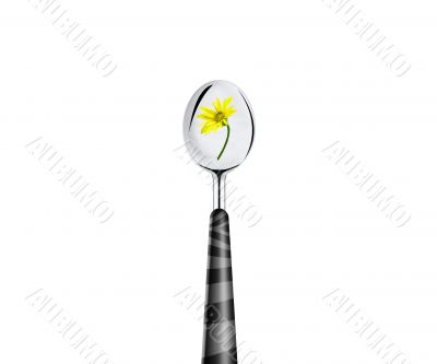 green leaf and spoon 