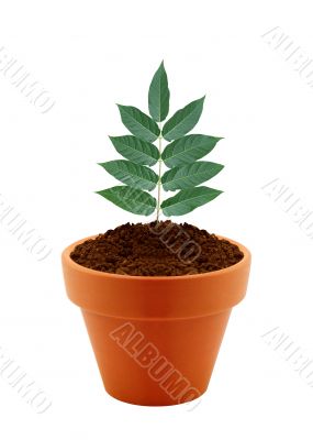 Young plant in clay pot