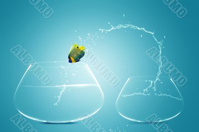 Anglefish jumping to Big bowl