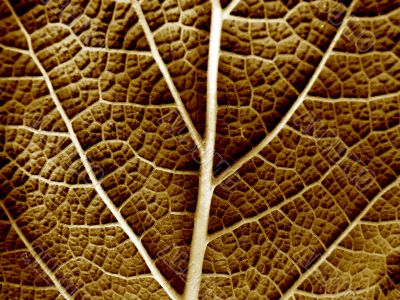 Dry leaf of a plant close up