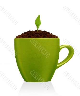 Young plant growing in green mug