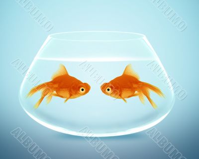 Two goldfish  falling in love