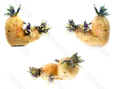 potato sprouts