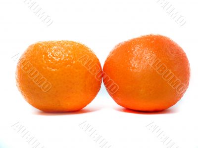 Fresh Clementine