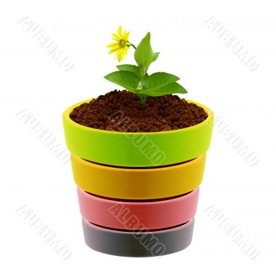 flower in clay pot 