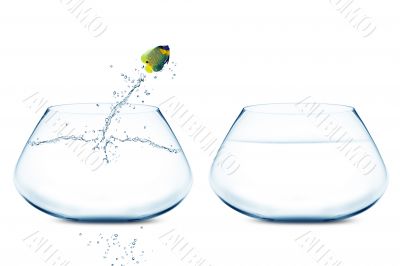 Anglefish jumping to Big bowl