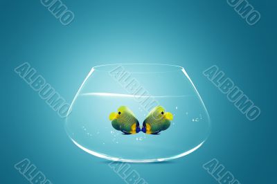 Two Angelfish falling in love