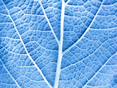 Leaf of a plant