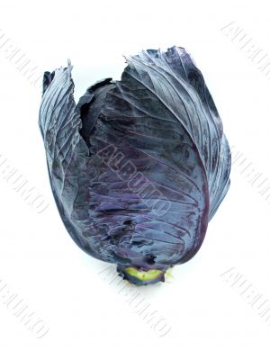 Fresh red cabbage 