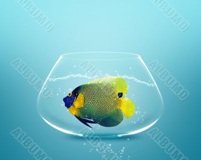 angelfish in small bowl