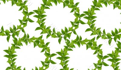 Wreath from Green leaves