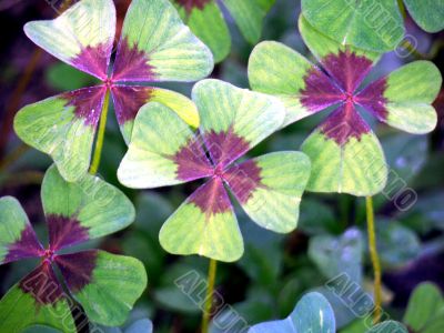 Four-leaf clover