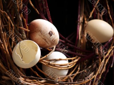 Nest and eggs