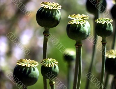 Poppy capsules