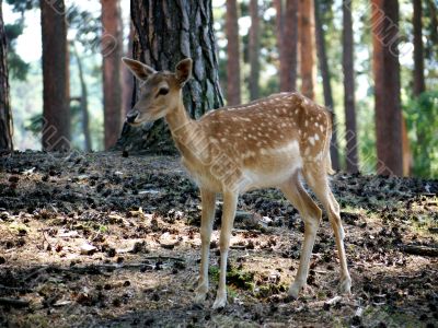 Doe