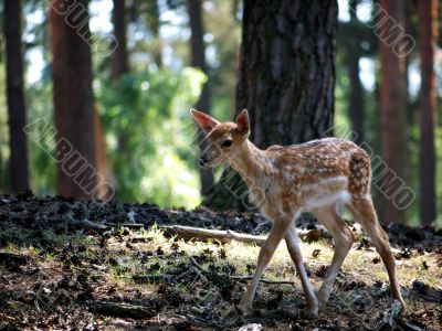 Fawn