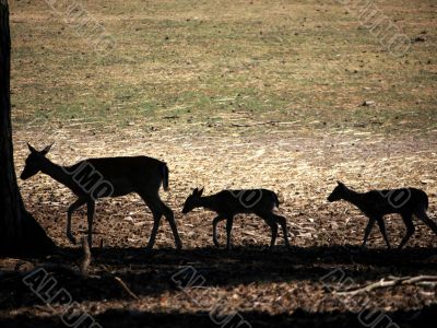 Deer silhouettes