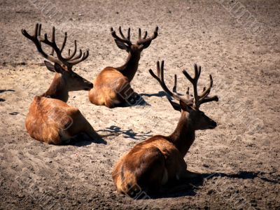 three deers