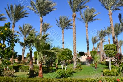 garden of palms