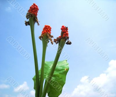 Alocasia flowers and leave on blue sky 