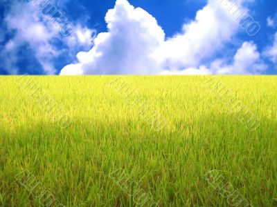 rice field in blue sky