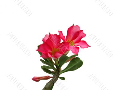 Red flower on a white background 