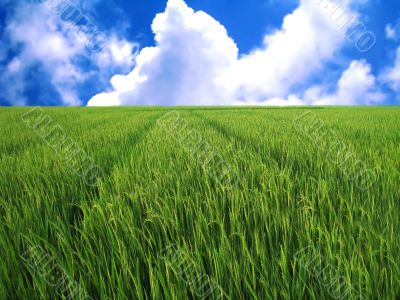 rice field in blue sky