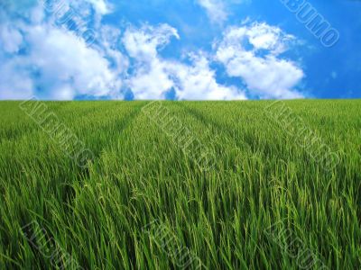 rice field in blue sky