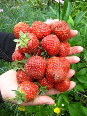 Palms full strawberries