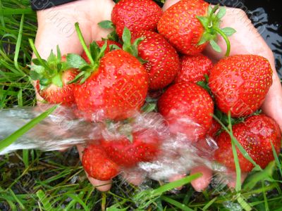 the washing of the fresh  strawberry