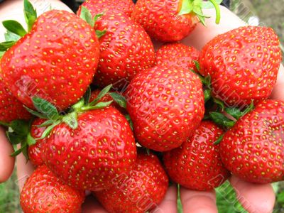 Palms full strawberries