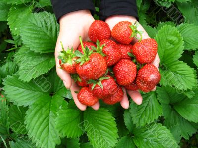 Palms full strawberries