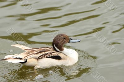 pintail duck