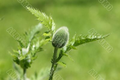 Poppy bud