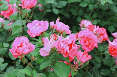 Pink roses bush blooming in the garden